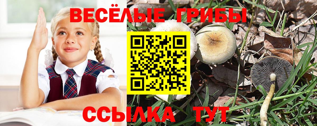 Бугульма  Галлюциногенные грибы Psilocybine cubensis  Вход с VPN 